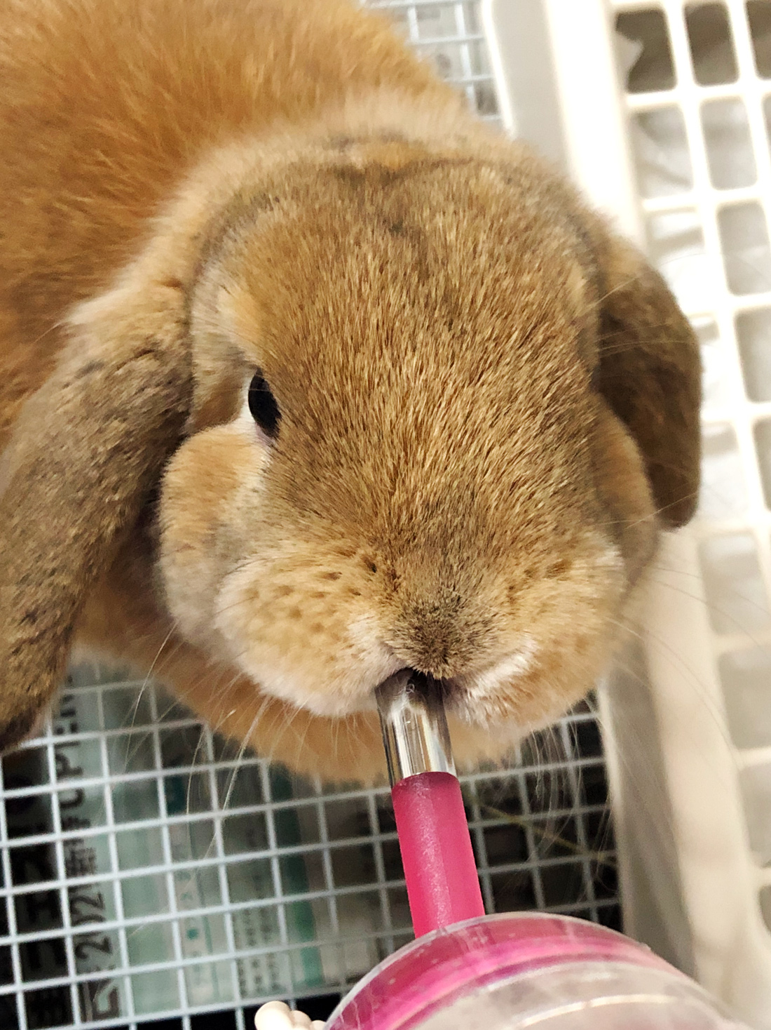 うさぎ専門店 うさぎのミルキー│大阪 うさぎ専門店 うさぎのミルキー│大阪