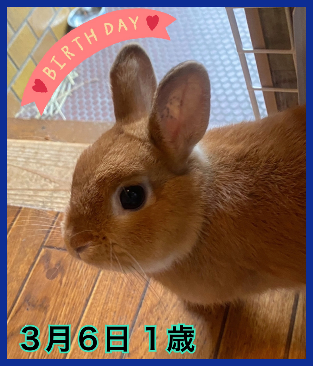 うさぎ専門店 うさぎのミルキー│大阪 うさぎ専門店 うさぎのミルキー│大阪