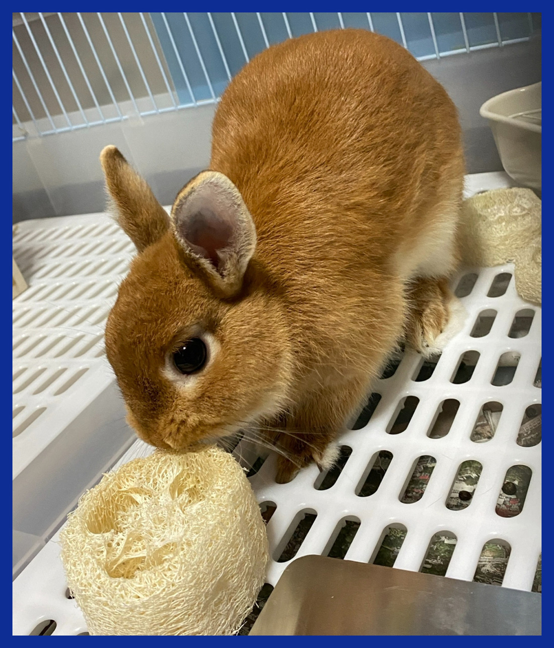 うさぎ専門店 うさぎのミルキー│大阪 うさぎ専門店 うさぎのミルキー│大阪