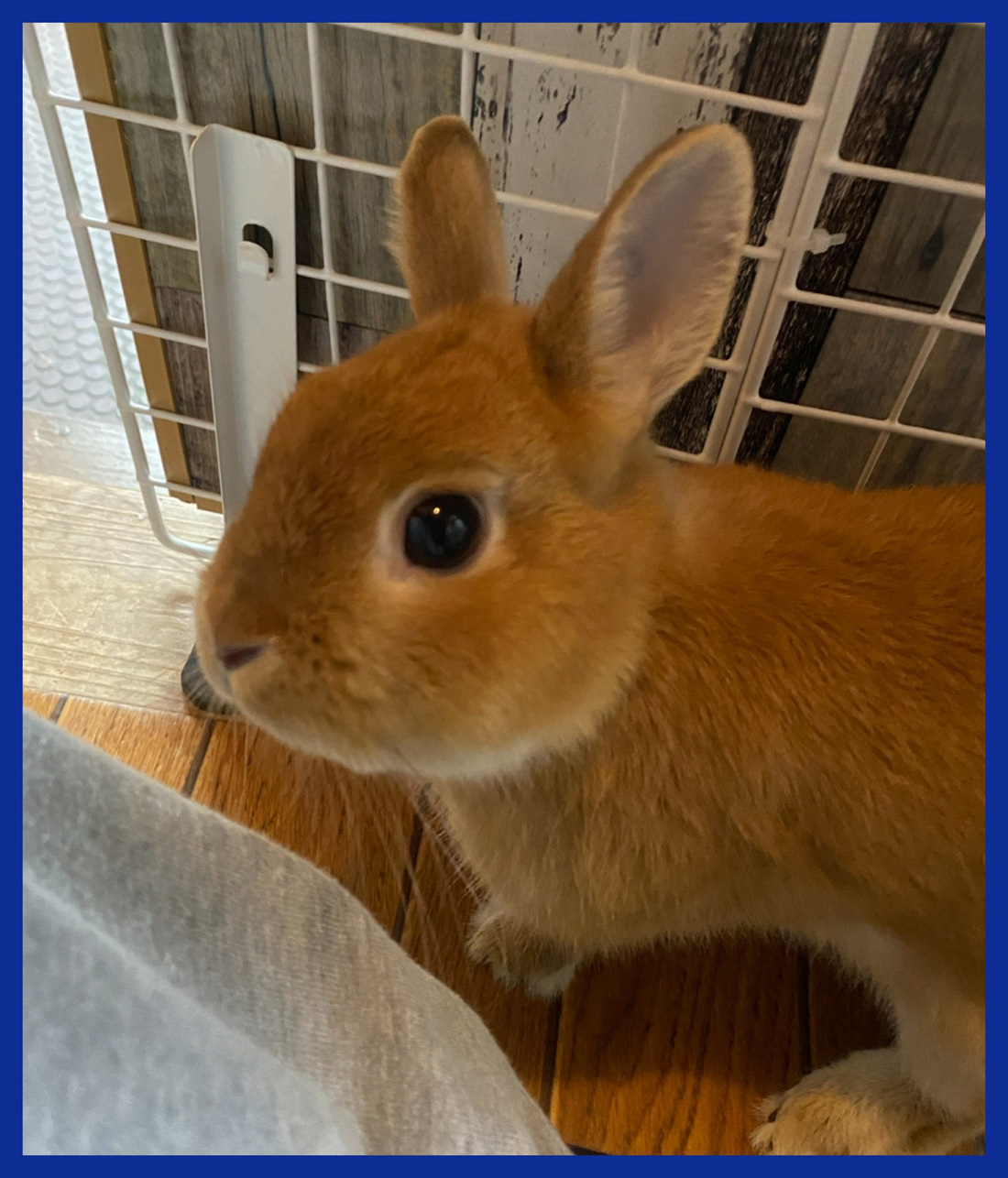 うさぎ専門店 うさぎのミルキー│大阪 うさぎ専門店 うさぎのミルキー│大阪