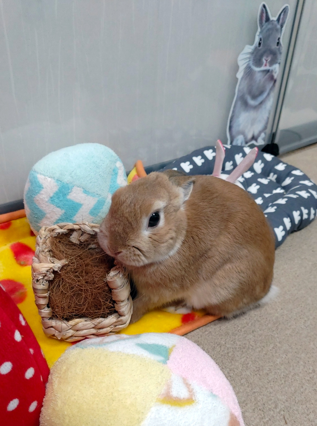 うさぎ専門店 うさぎのミルキー│大阪 うさぎ専門店 うさぎのミルキー│大阪