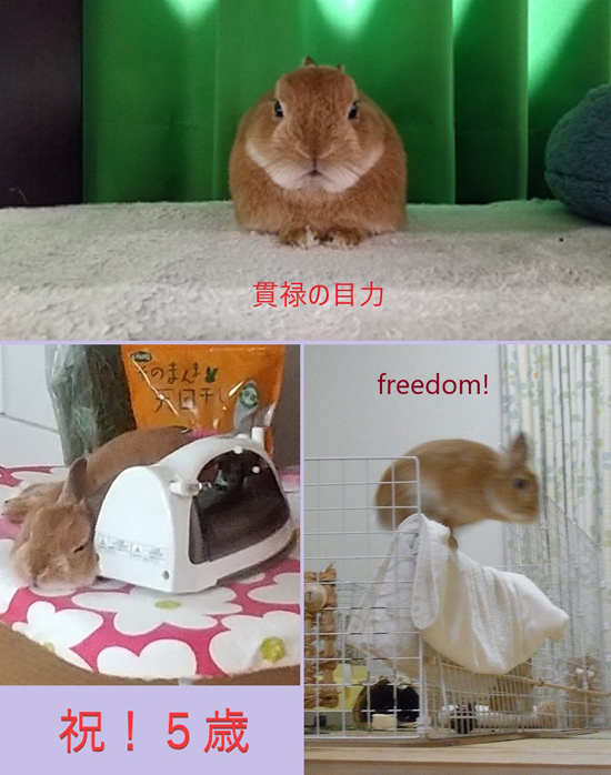 うさぎ専門店 うさぎのミルキー│大阪 うさぎ専門店 うさぎのミルキー│大阪