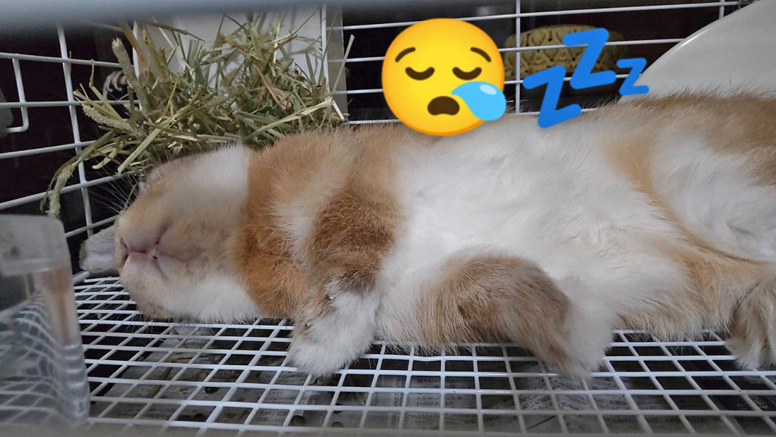 うさぎ専門店 うさぎのミルキー│大阪