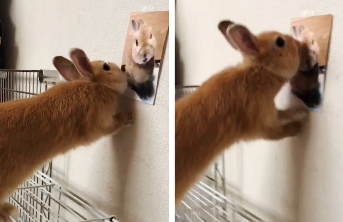 うさぎ専門店 うさぎのミルキー│大阪