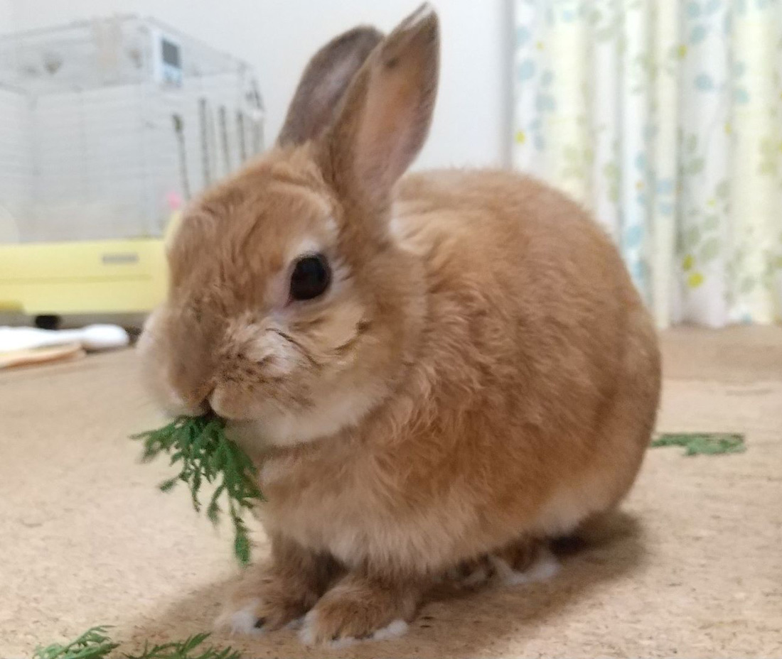 うさぎ専門店 うさぎのミルキー│大阪