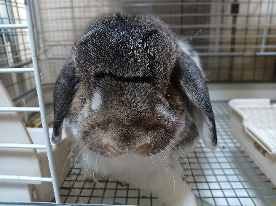 うさぎ専門店 うさぎのミルキー│大阪