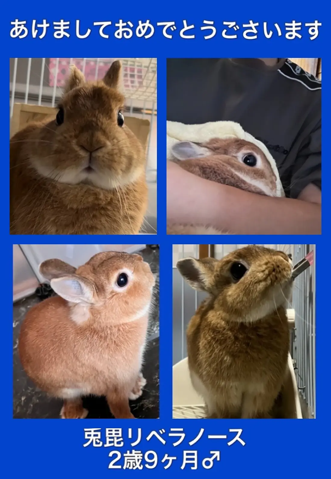 うさぎ専門店 うさぎのミルキー│大阪