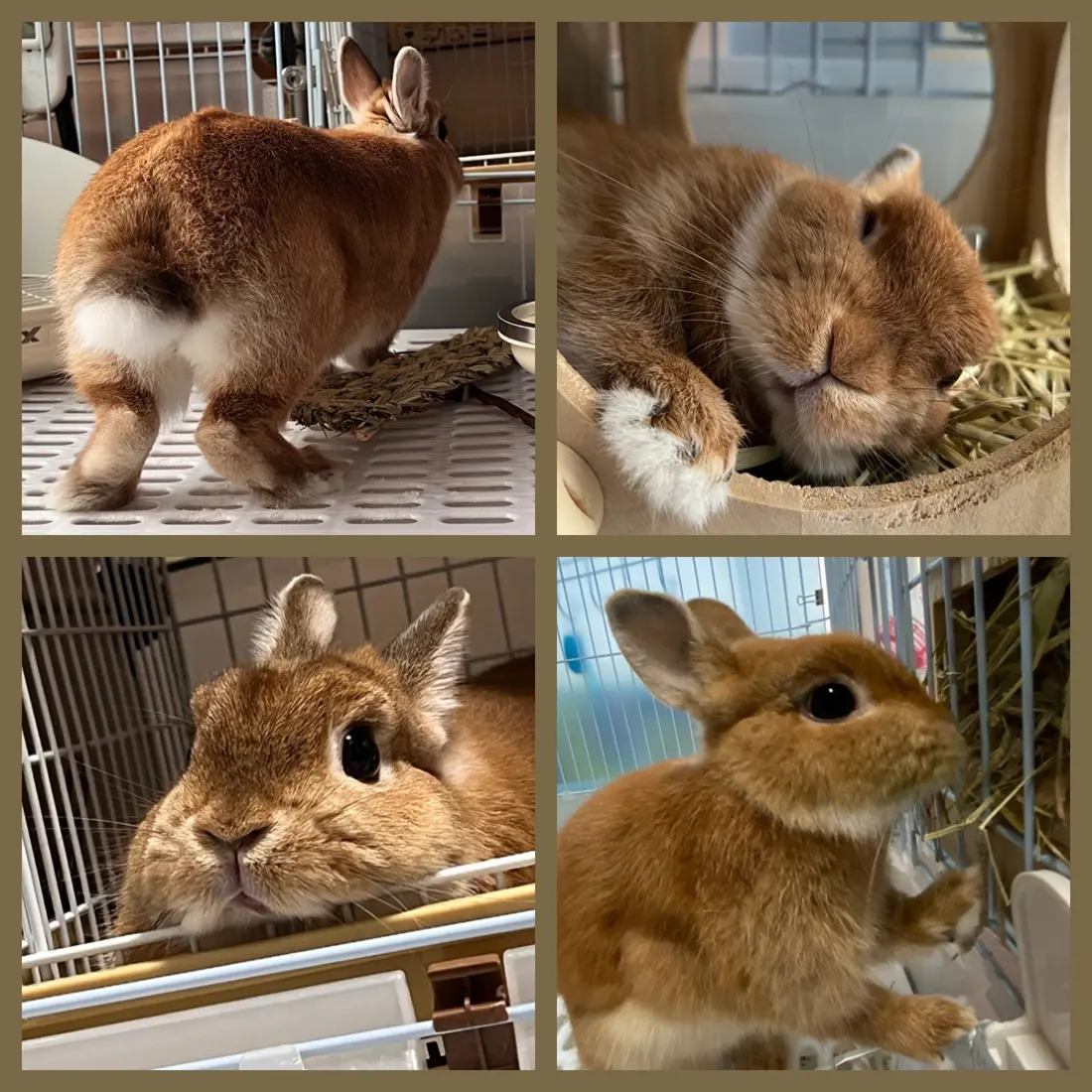 うさぎ専門店 うさぎのミルキー│大阪