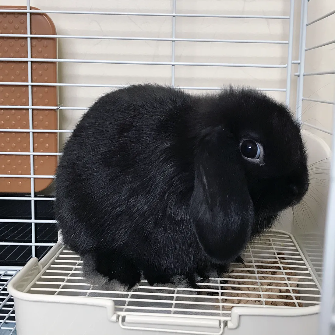うさぎ専門店 うさぎのミルキー│大阪