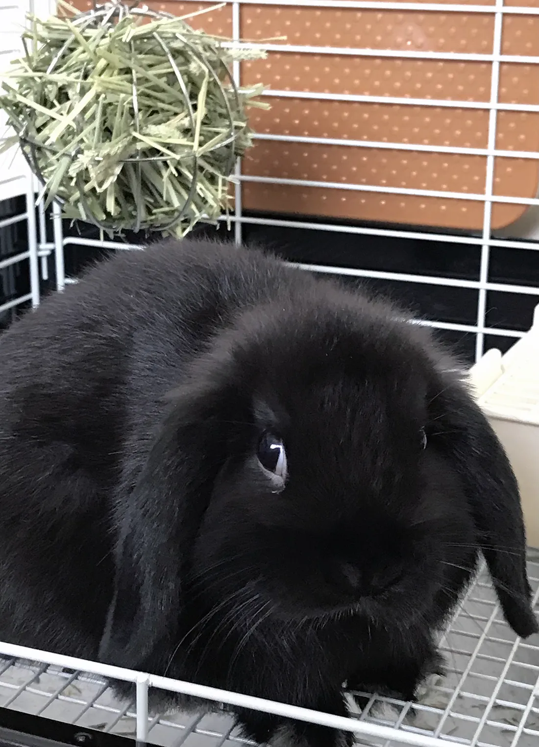 うさぎ専門店 うさぎのミルキー│大阪