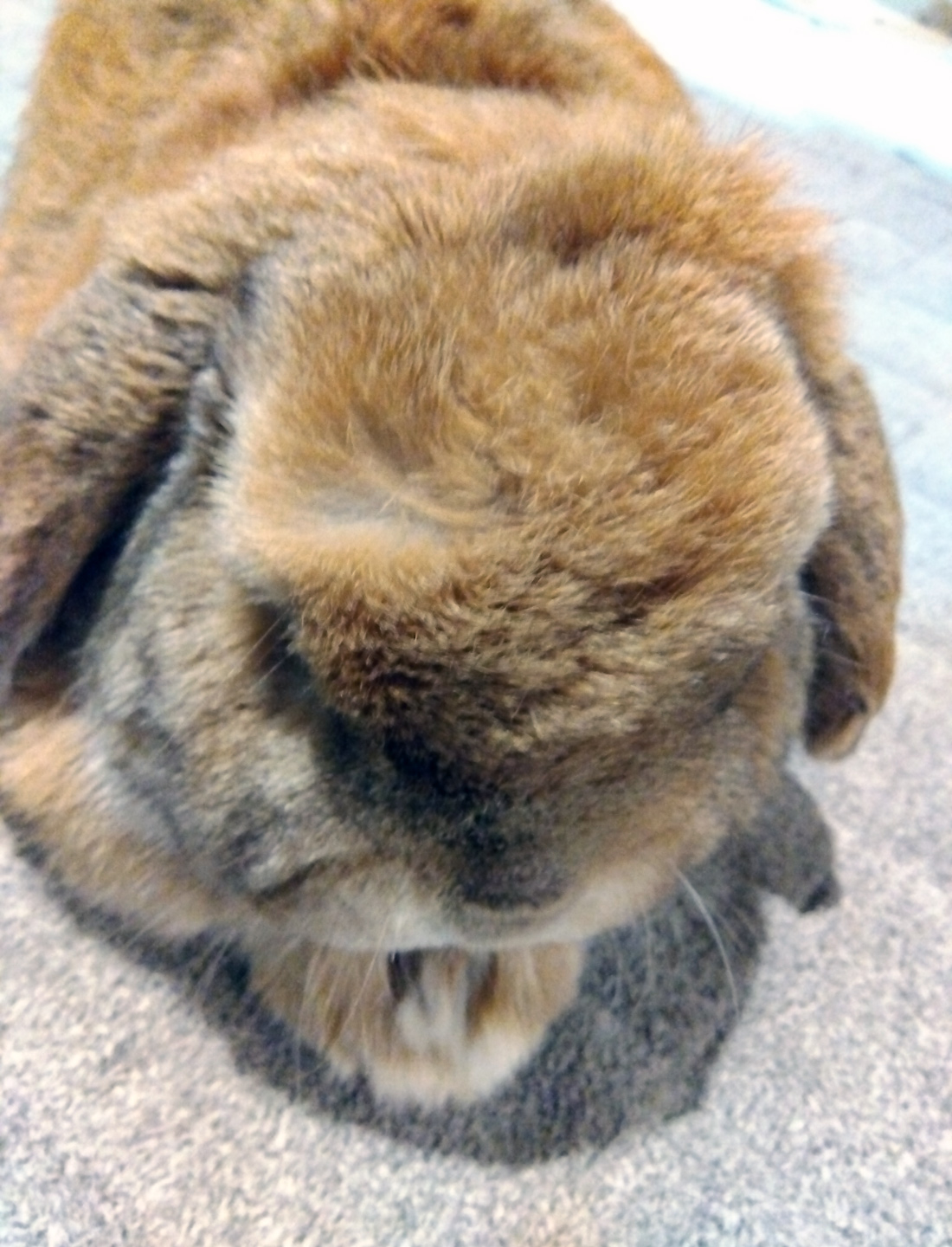 うさぎ専門店 うさぎのミルキー│大阪