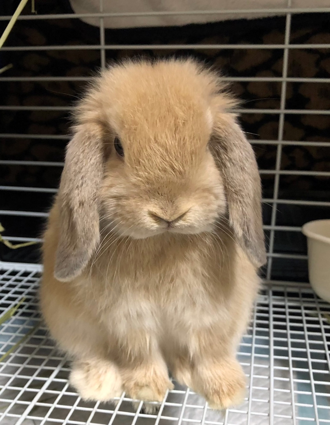 うさぎ専門店 うさぎのミルキー│大阪