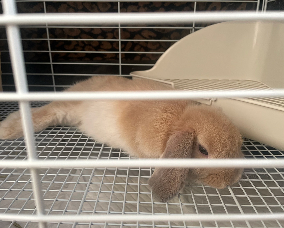 うさぎ専門店 うさぎのミルキー│大阪