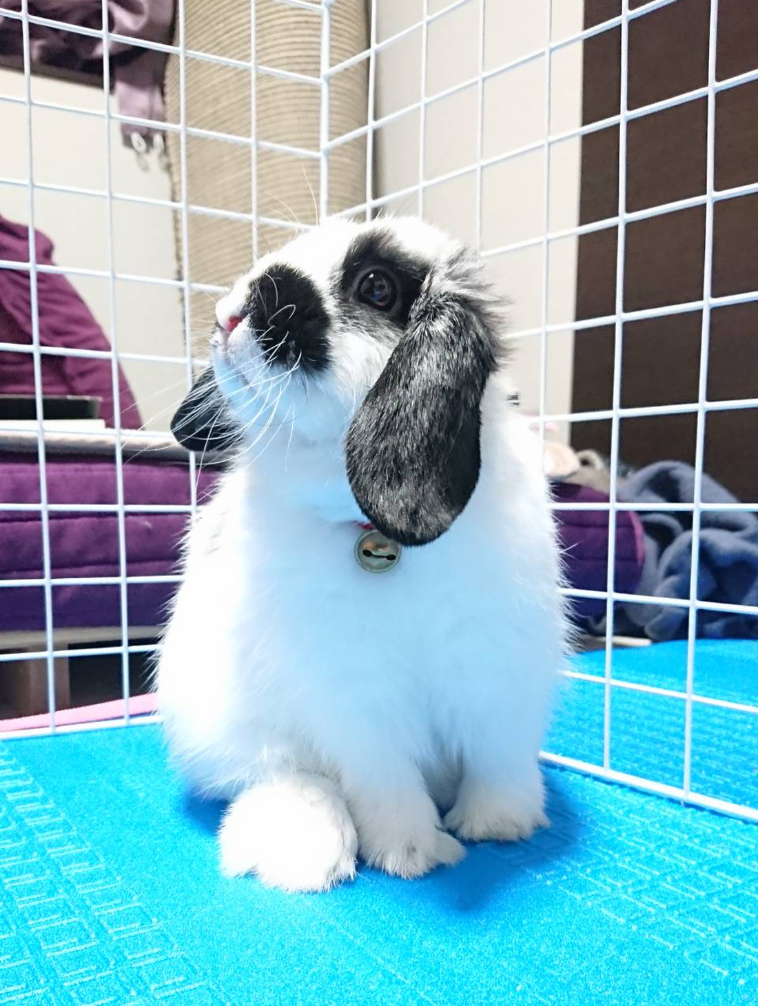 うさぎ専門店 うさぎのミルキー│大阪