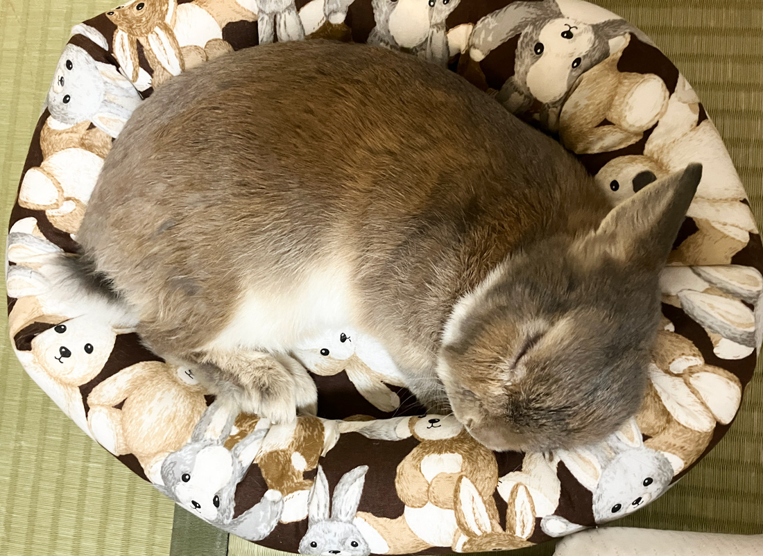 うさぎ専門店 うさぎのミルキー│大阪