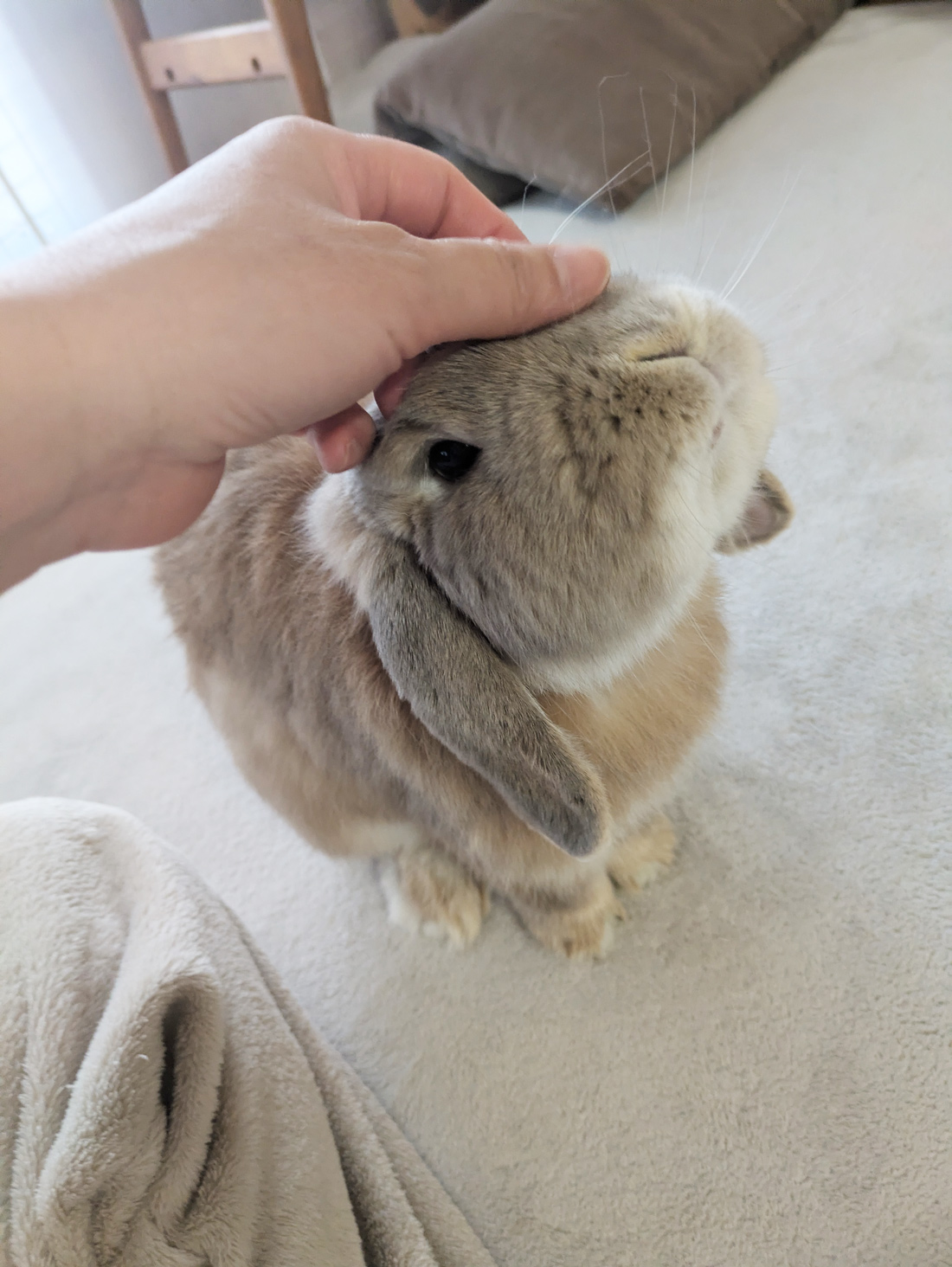 うさぎ専門店 うさぎのミルキー│大阪