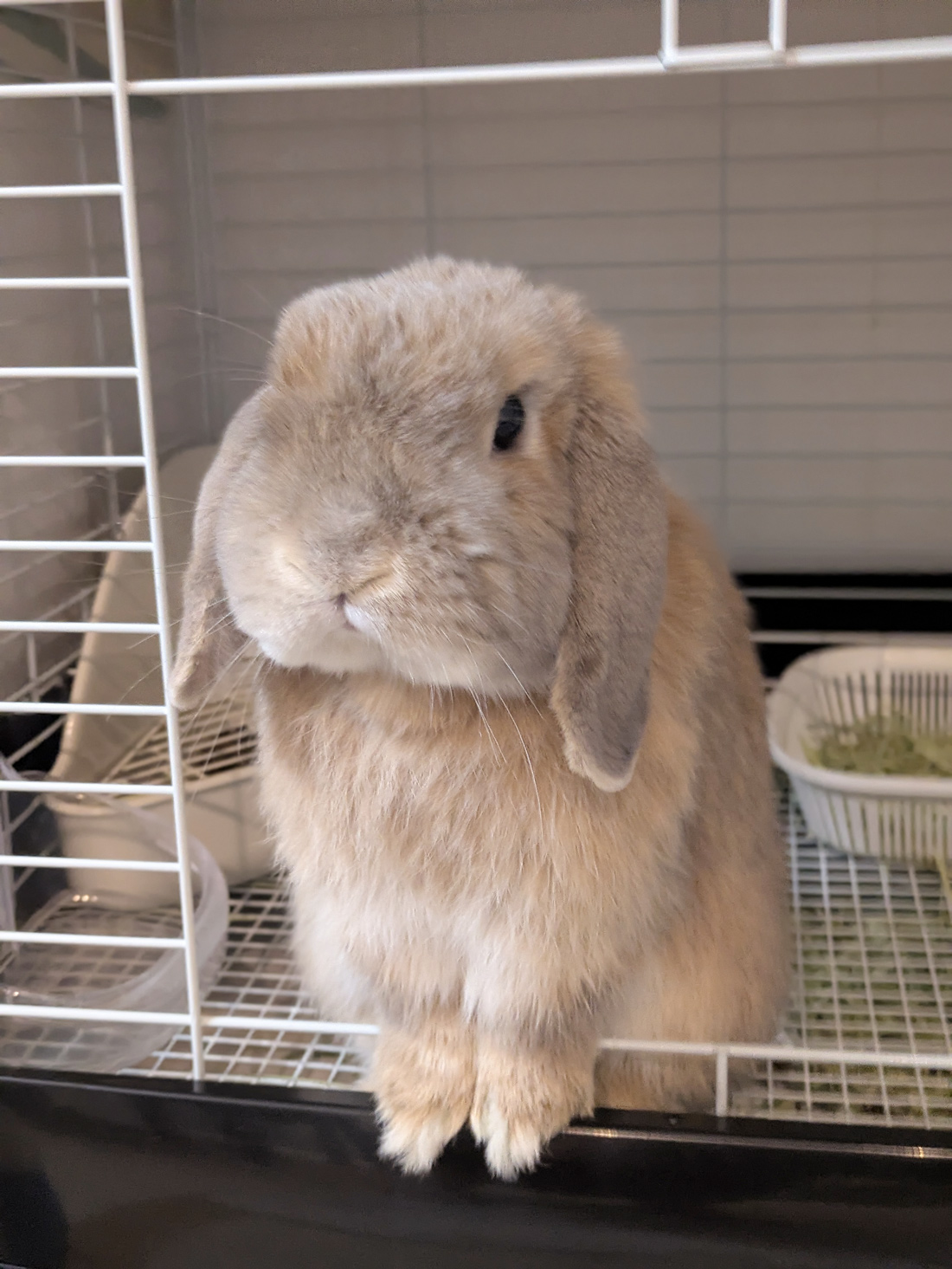うさぎ専門店 うさぎのミルキー│大阪