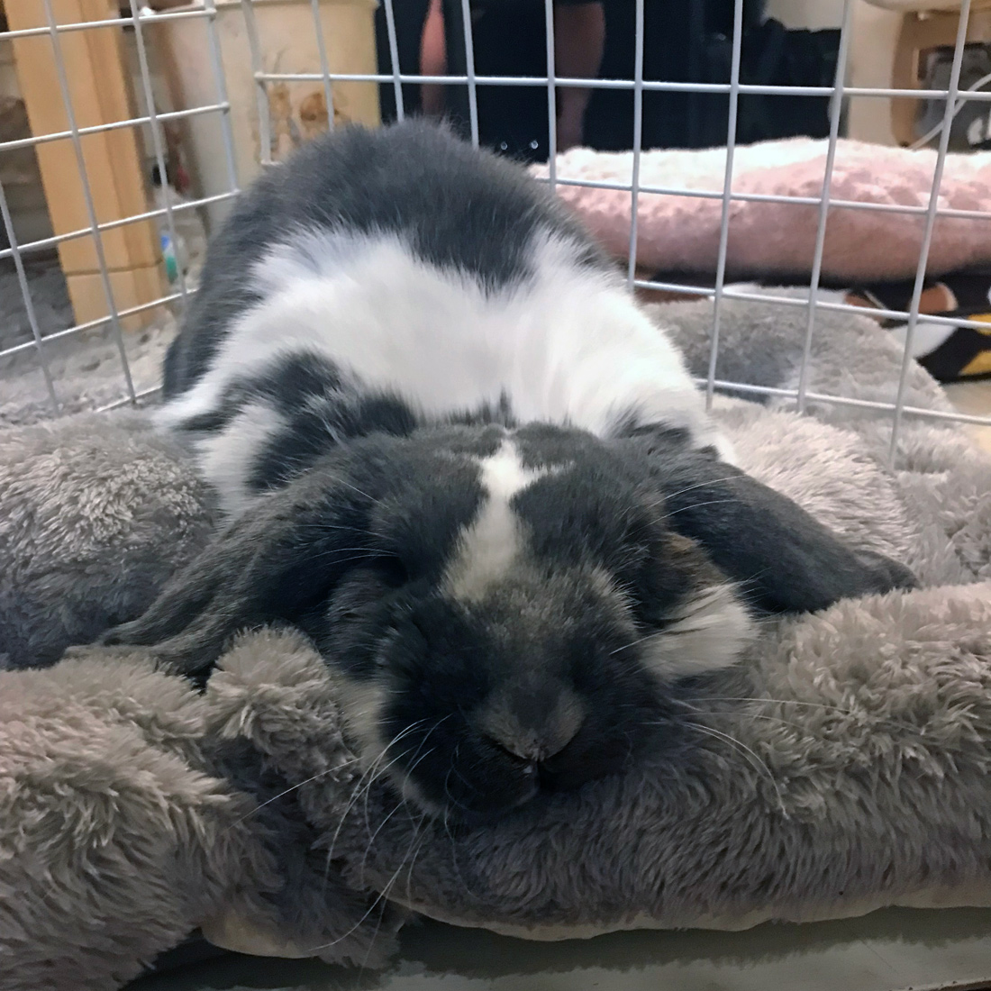 うさぎ専門店 うさぎのミルキー│大阪