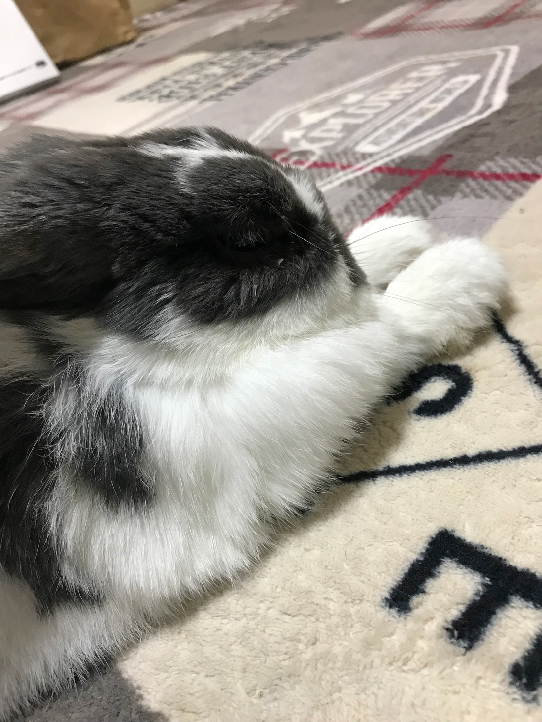 うさぎ専門店 うさぎのミルキー│大阪