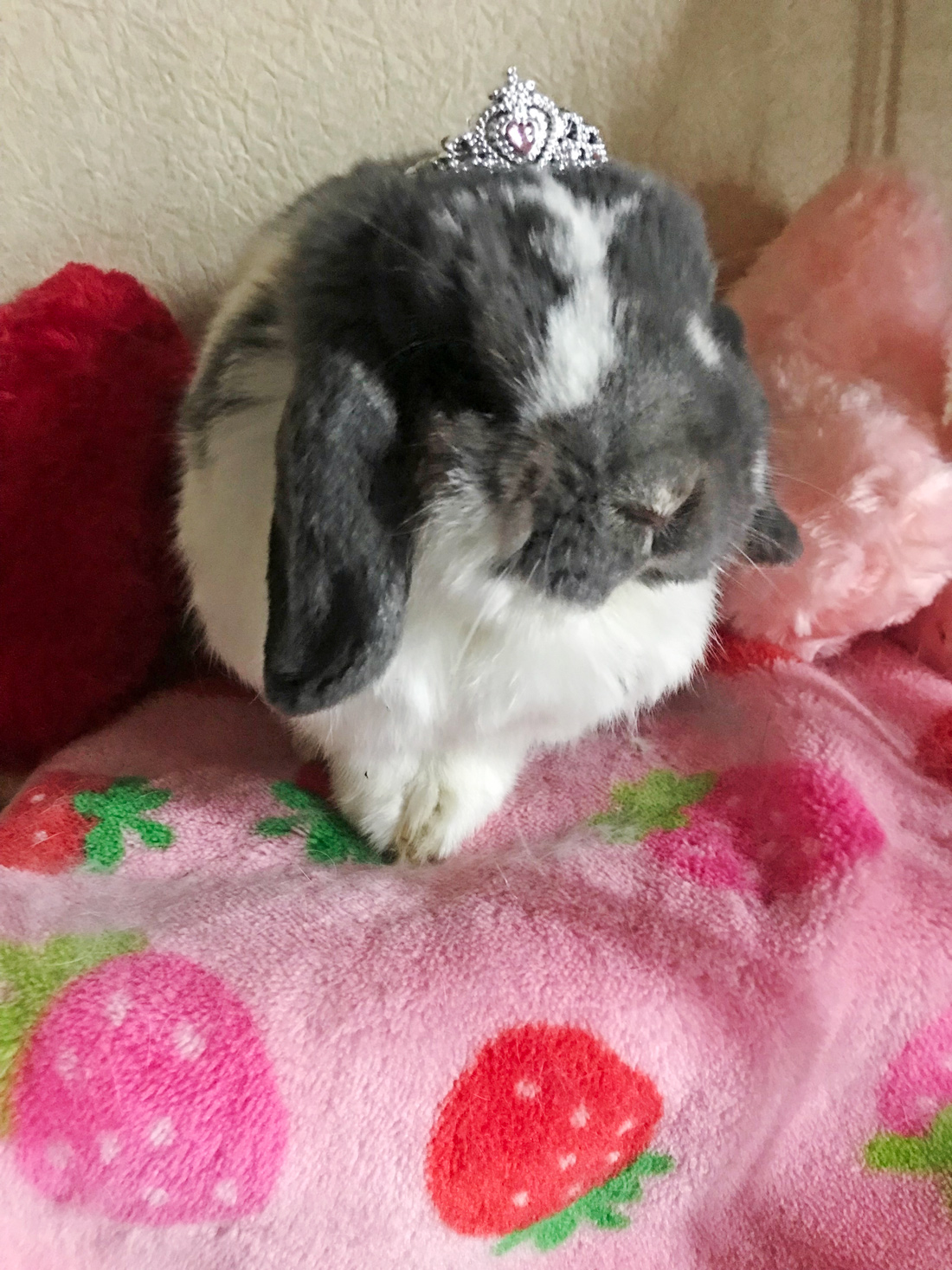うさぎ専門店 うさぎのミルキー│大阪