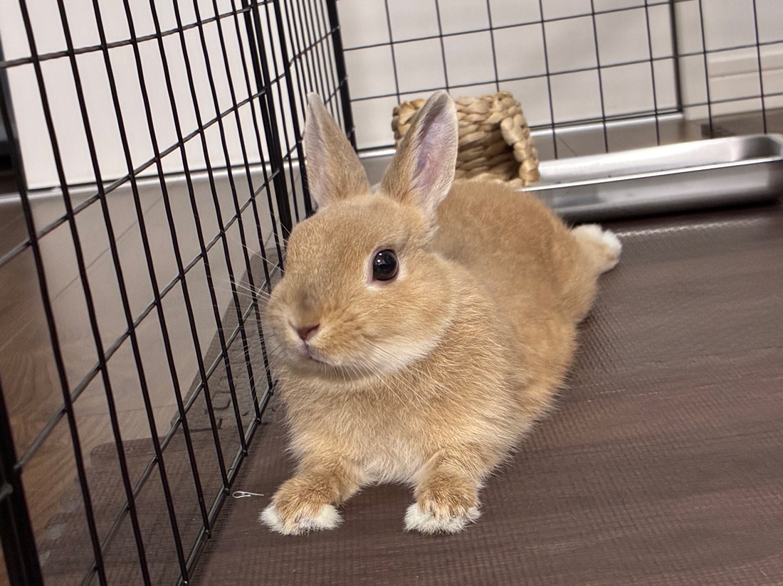うさぎ専門店 うさぎのミルキー│大阪