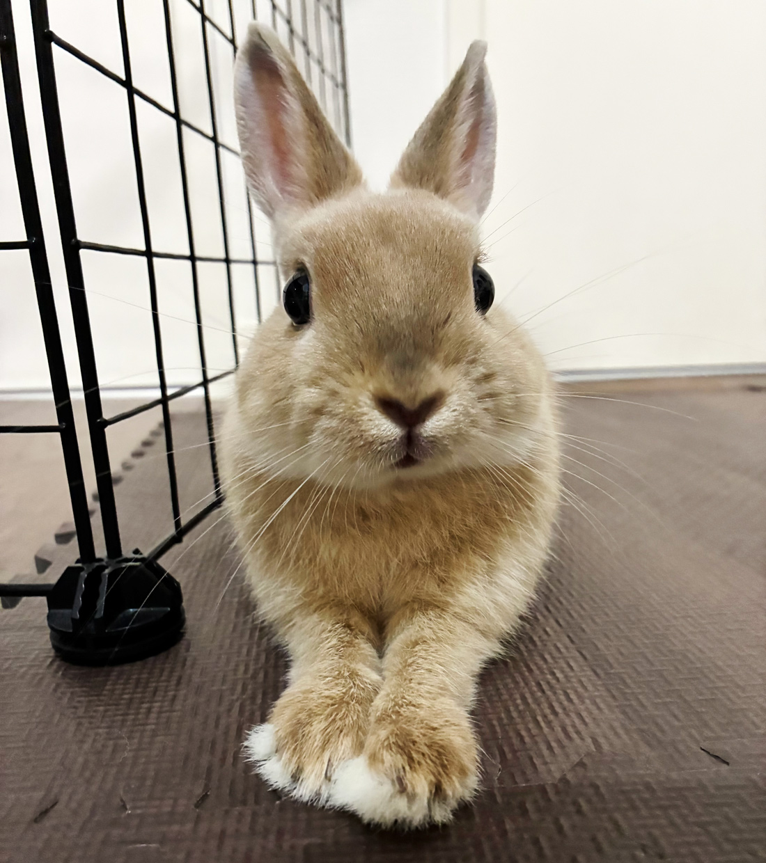 うさぎ専門店 うさぎのミルキー│大阪