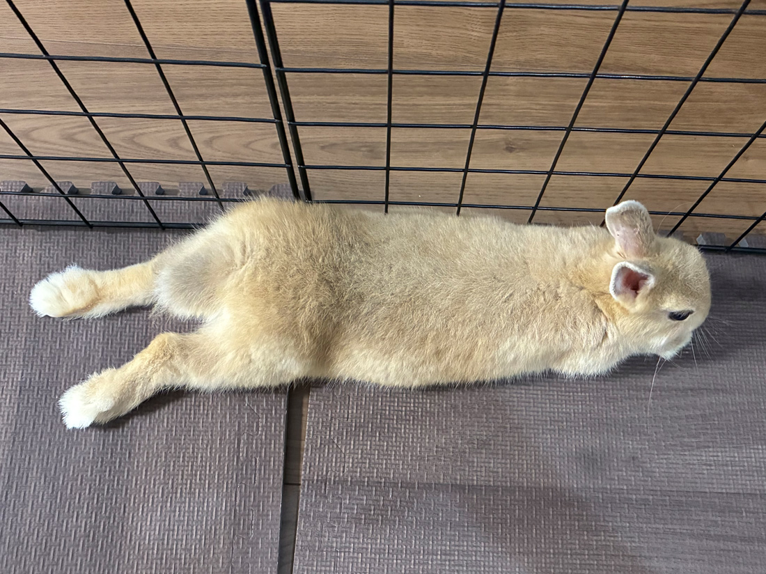 うさぎ専門店 うさぎのミルキー│大阪